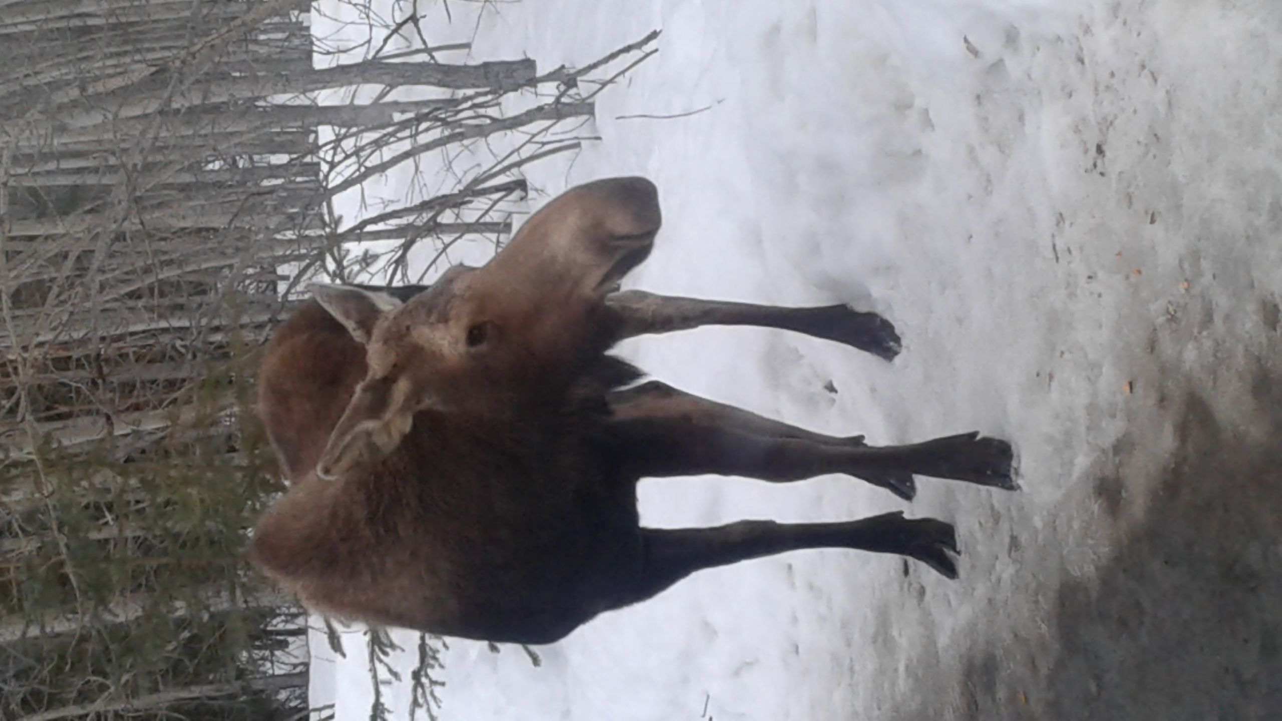 Cow Moose visiting my yard mid-winter.