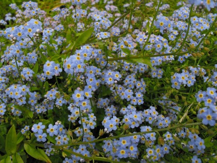 "Forget-me-not" Alaska state flower