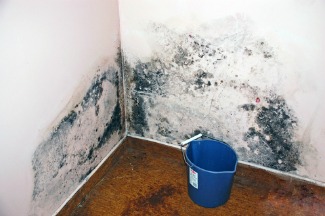 Black mold on drywall.