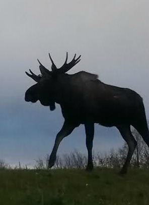 Bull moose in Anchorage, Alaska