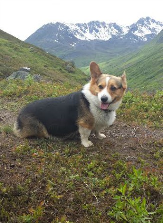 Bess the Corgi at Hatcher's Pass