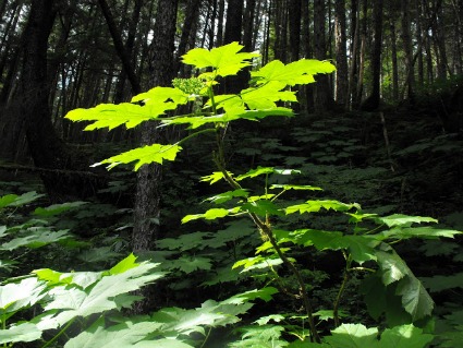 Devil's Club in southeast Alaska