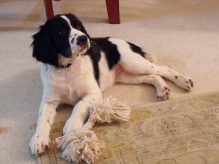 English Springer Spaniel puppy.