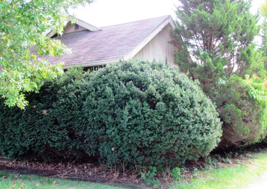 Overgrown shrubbery hides the entrance to this house.