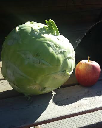 Giant kohlrabi from my garden.