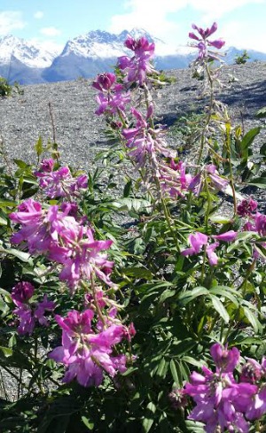 Wildflowers along the Knik River