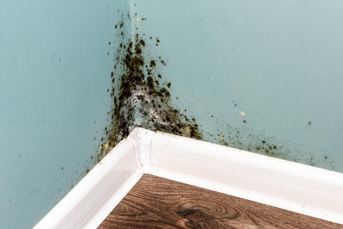 Black mold on a corner wall.