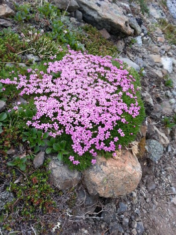 Pink alpine flowers in Alaska