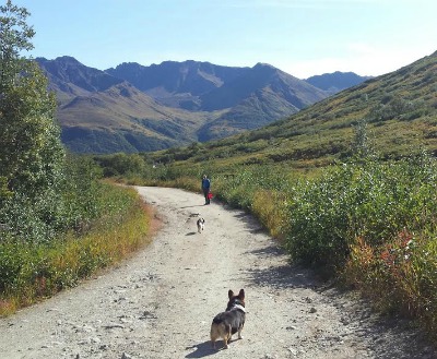 Picking berries at Hatcher Pass.