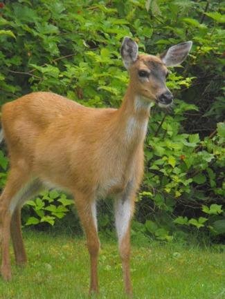 Sitka black-tailed deer