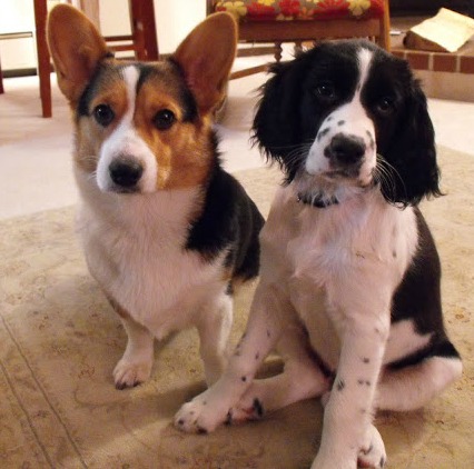 Cute Corgie and English Springer Spaniel. Keep floors and furniture free of animal hair.