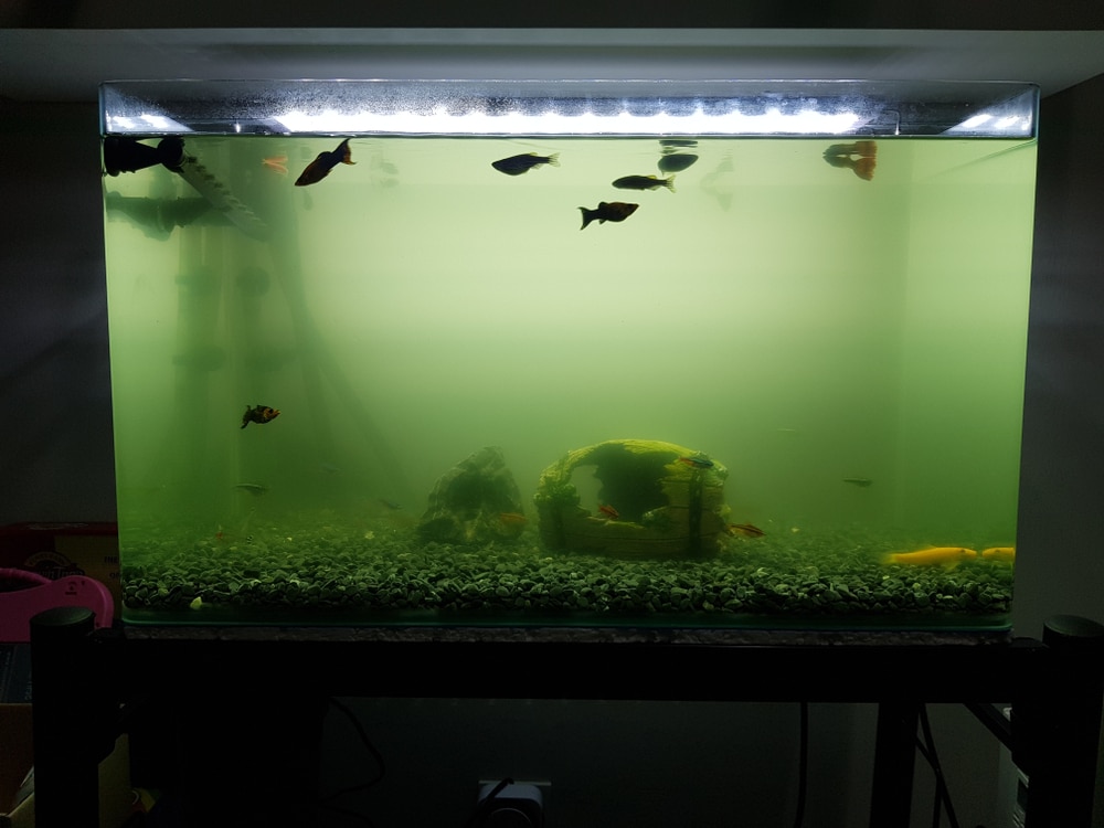 A dirty aquarium will detract from your home's appeal.