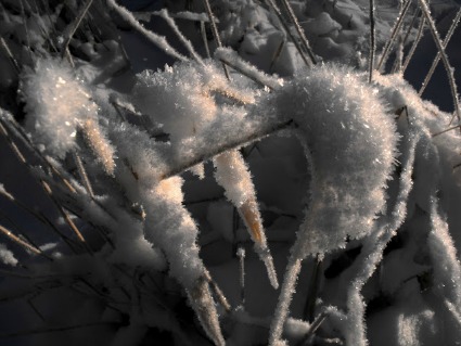 Hoarfrost on winter grasses in Alaska