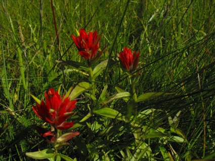 Indian Paintbrush, an Alaskan wildflower