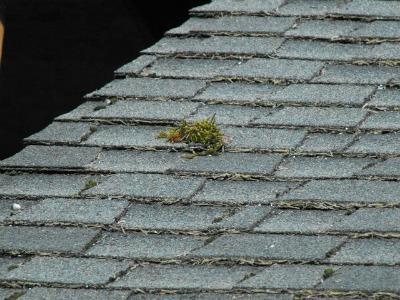 Remove moss from the roof.