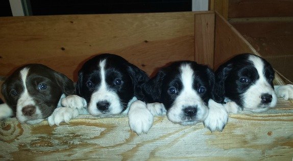 Pictures of my English Springer Spaniel litter.