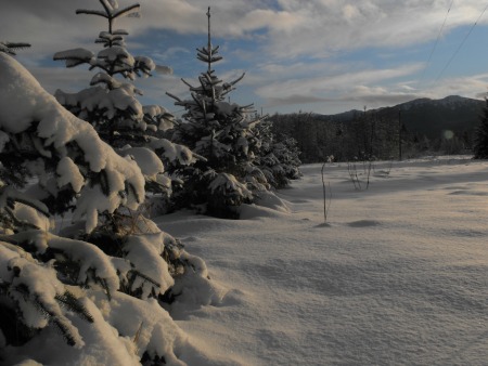 Snowy meadow in Alaska