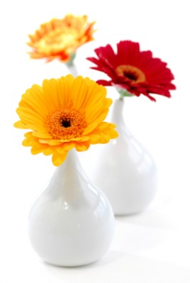 Trio of flowers in vases.