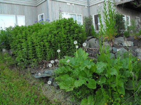 Weed your overgrown garden before buyers come over.